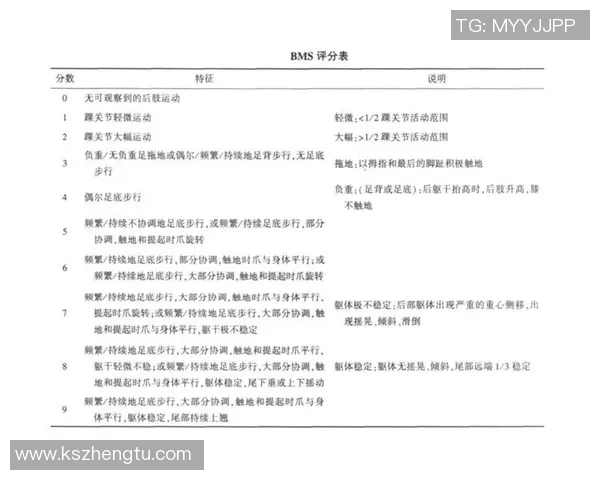 武汉排球队在锦标赛中的技术表现分析与点评